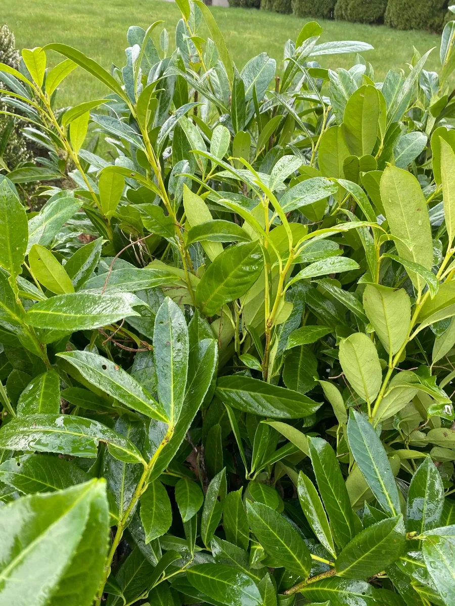 Laurel Hedging in Pots