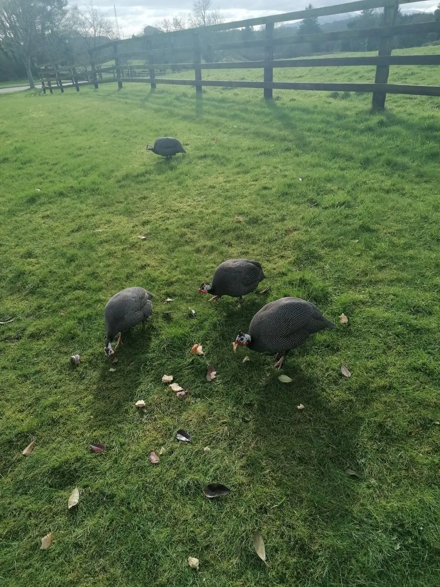 Four guinea hens - Image 1