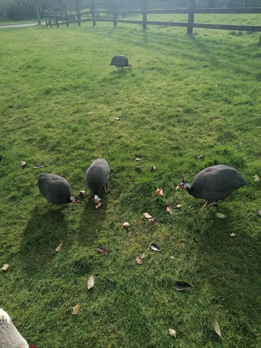 Four guinea hens - Image 2