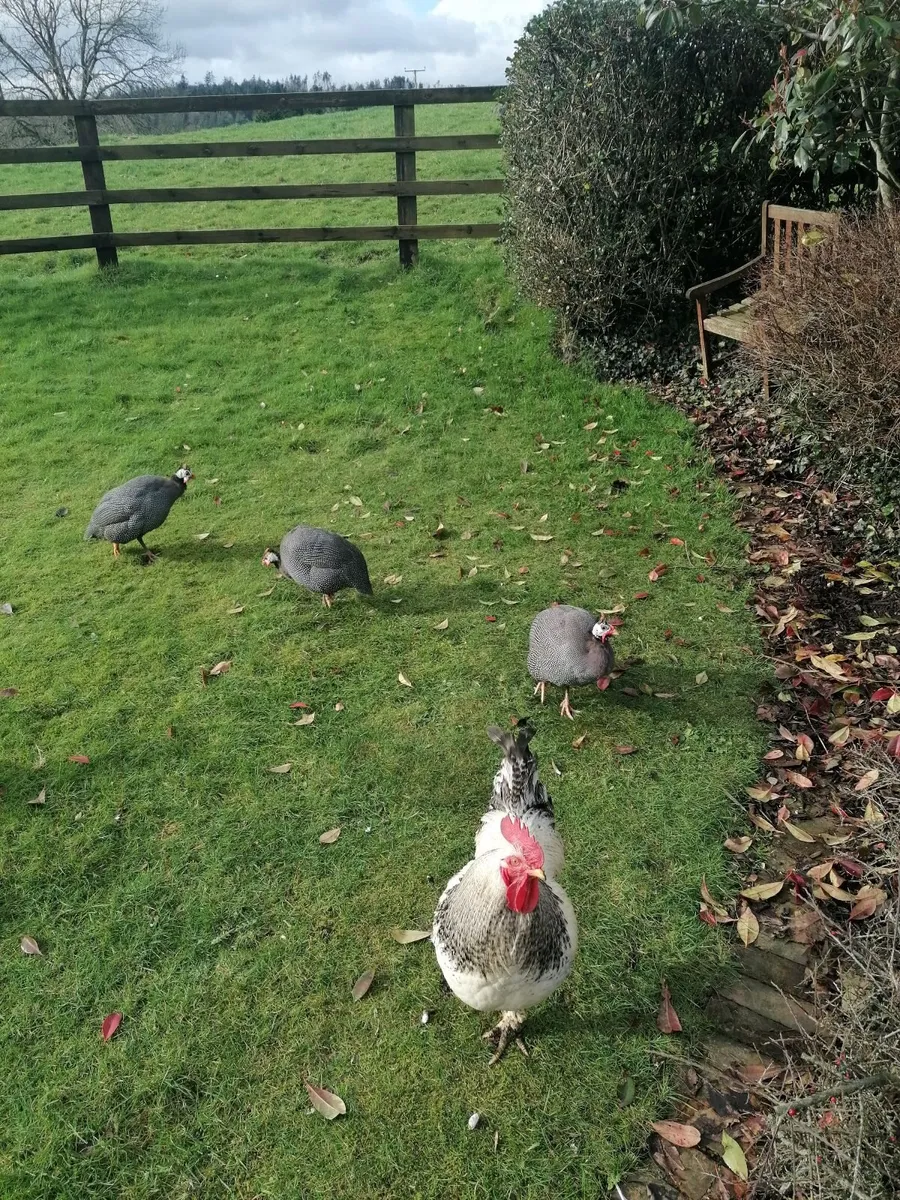 Four guinea hens - Image 3