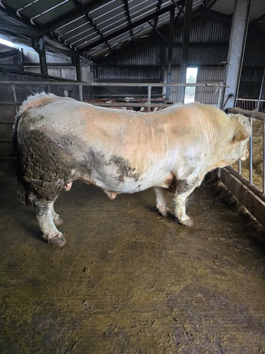 Son Of CF52 Charolais Bull For Sale - Image 3