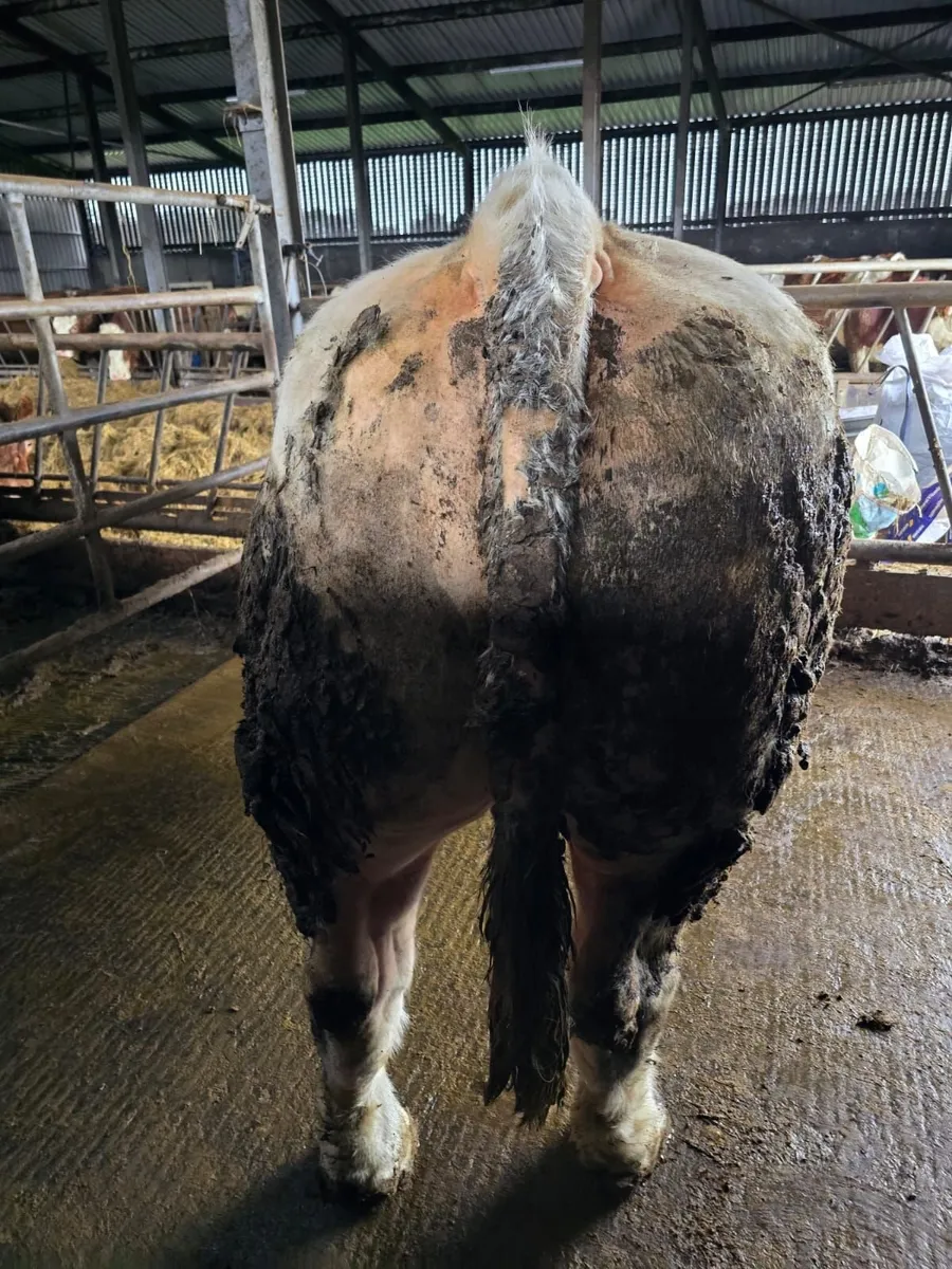 Son Of CF52 Charolais Bull For Sale - Image 2