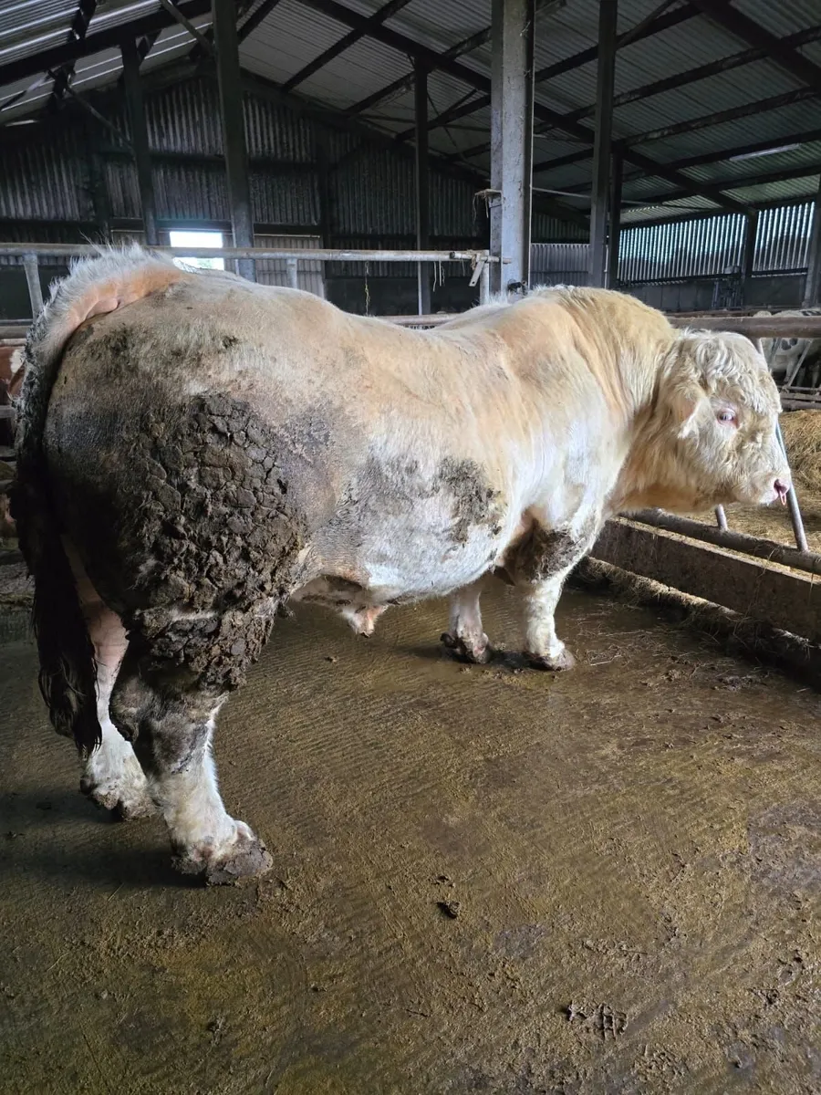 Son Of CF52 Charolais Bull For Sale - Image 4