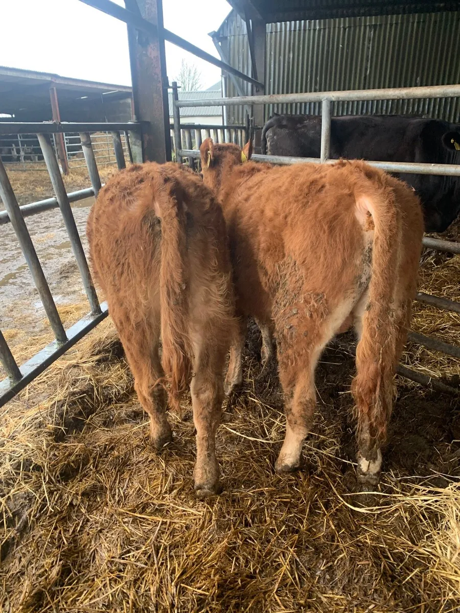 2 Lovely Quality Red LMX Bullocks - Image 4