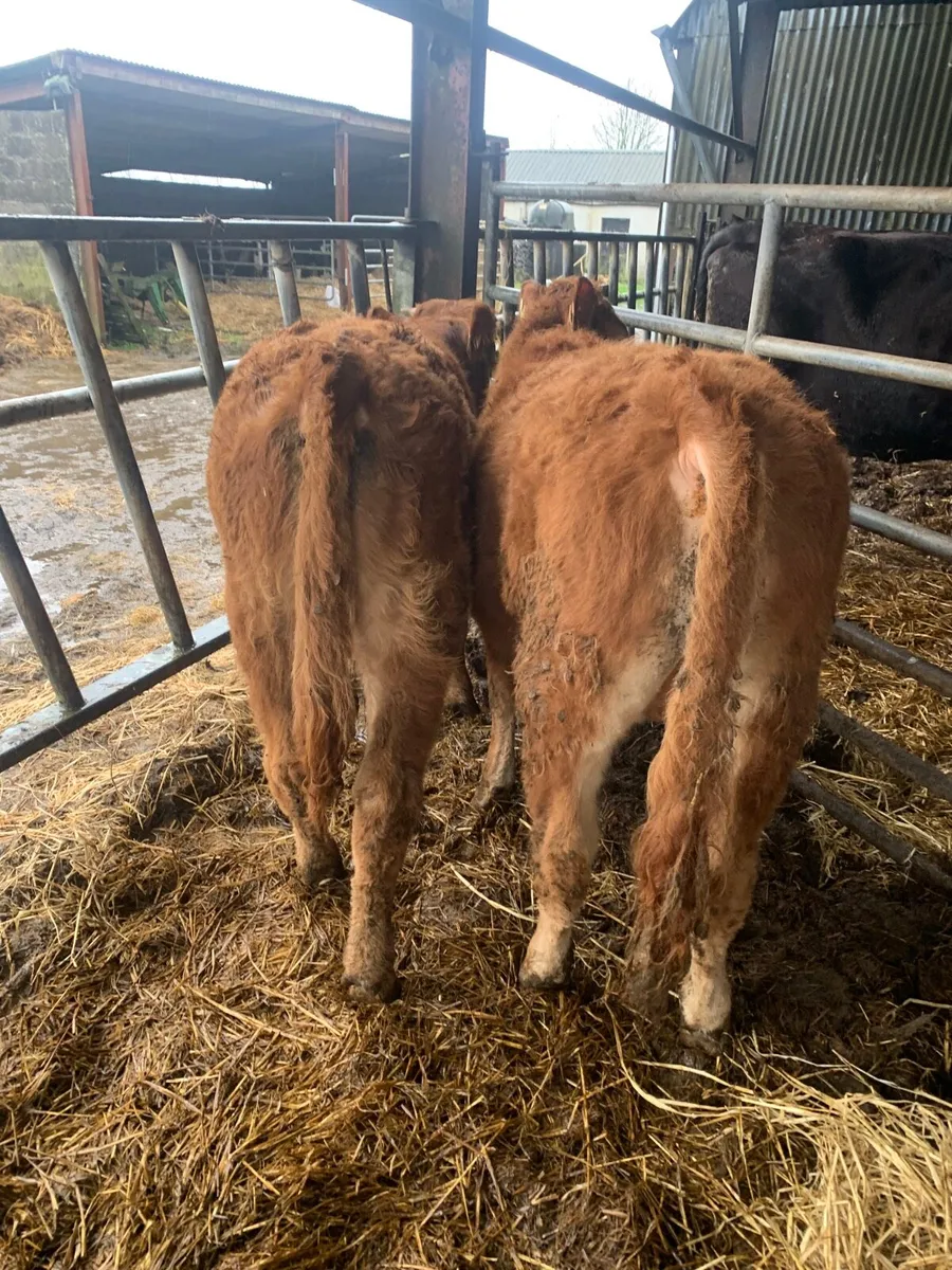 2 Lovely Quality Red LMX Bullocks - Image 3