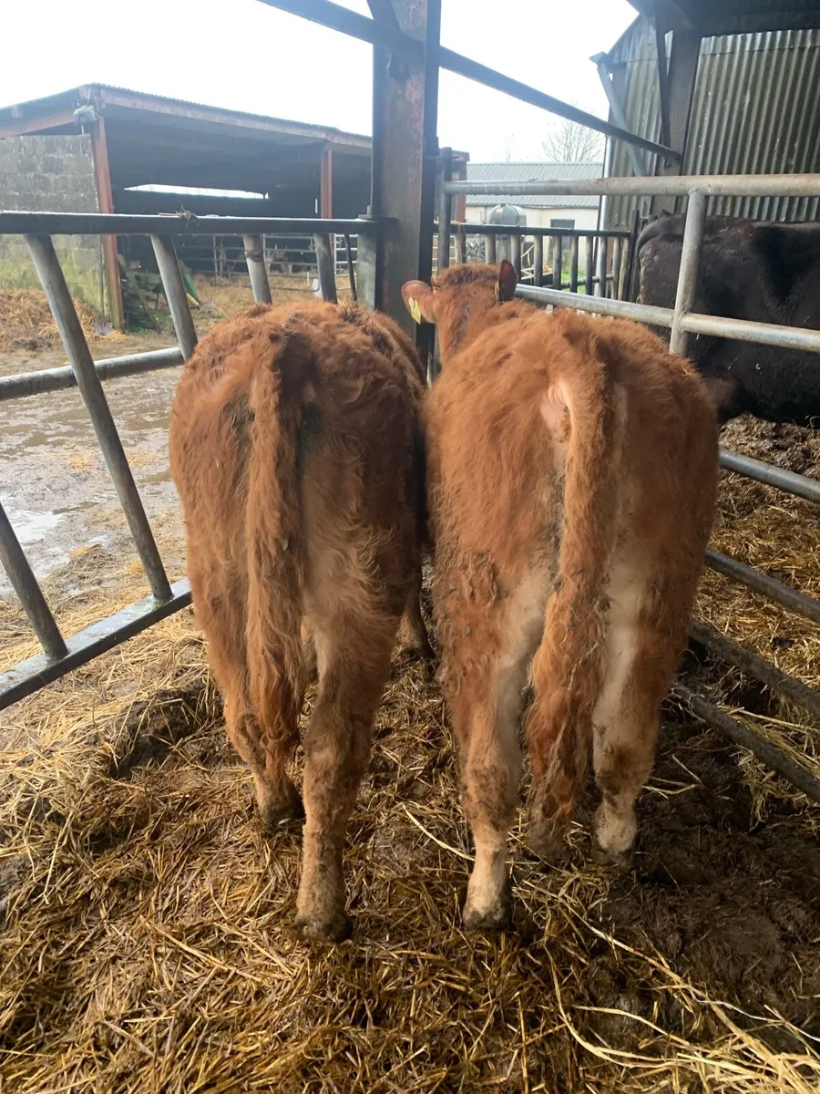 2 Lovely Quality Red LMX Bullocks - Image 1