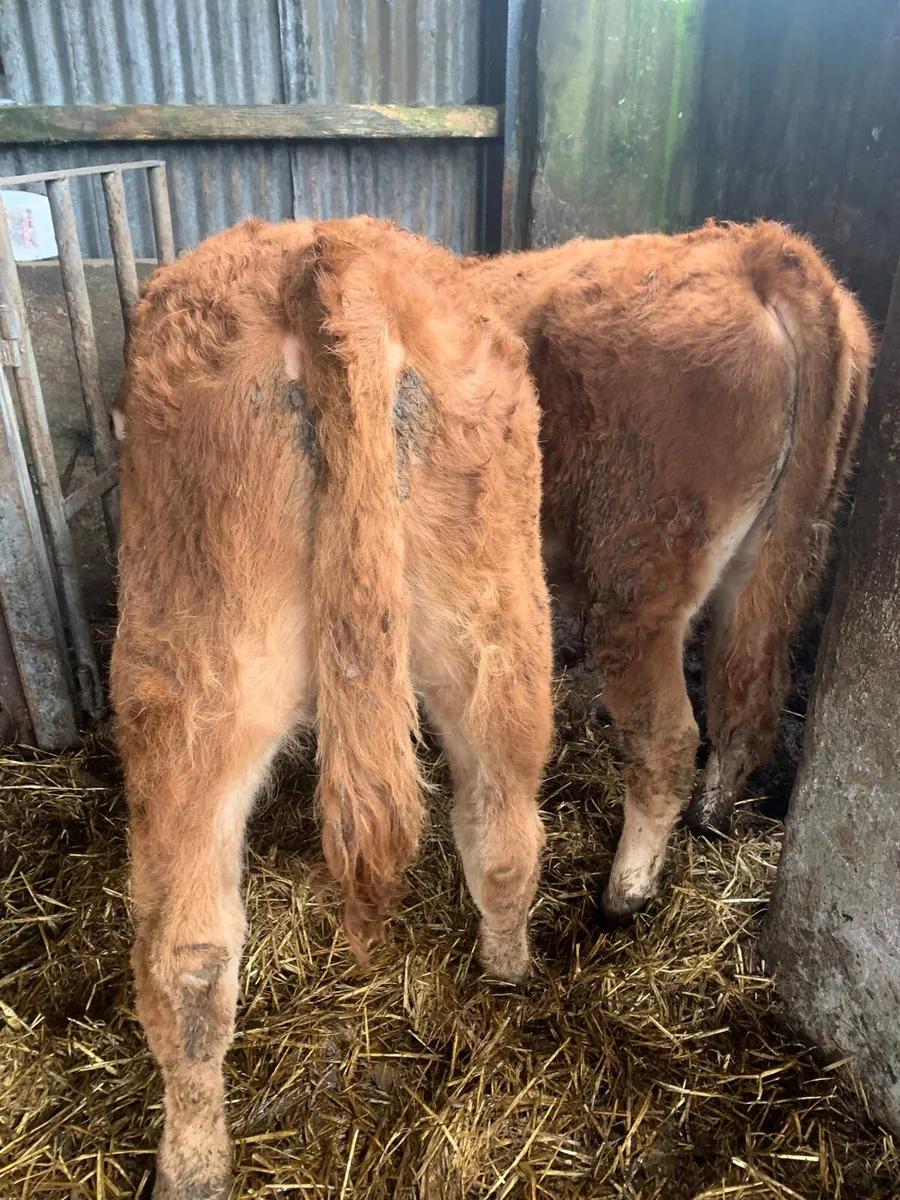 2 Lovely Quality Red LMX Bullocks - Image 2