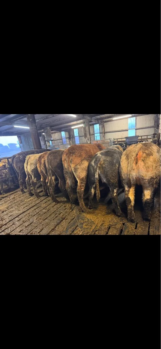 Clearance Sale - Image 3