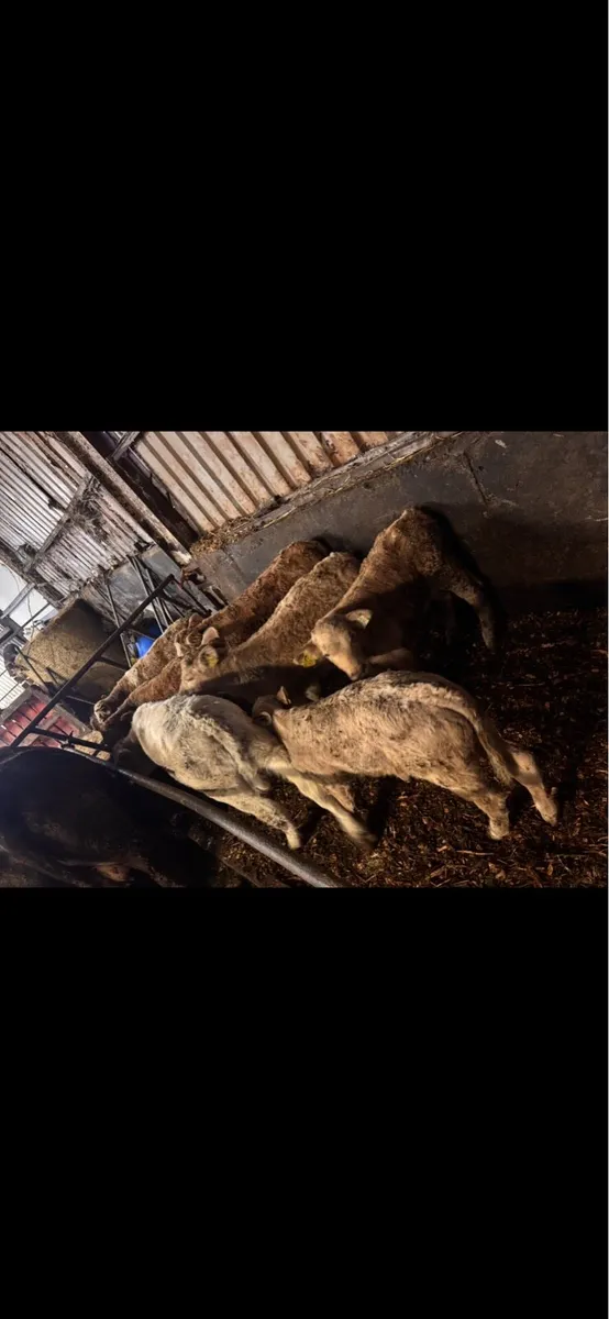 Clearance Sale - Image 4