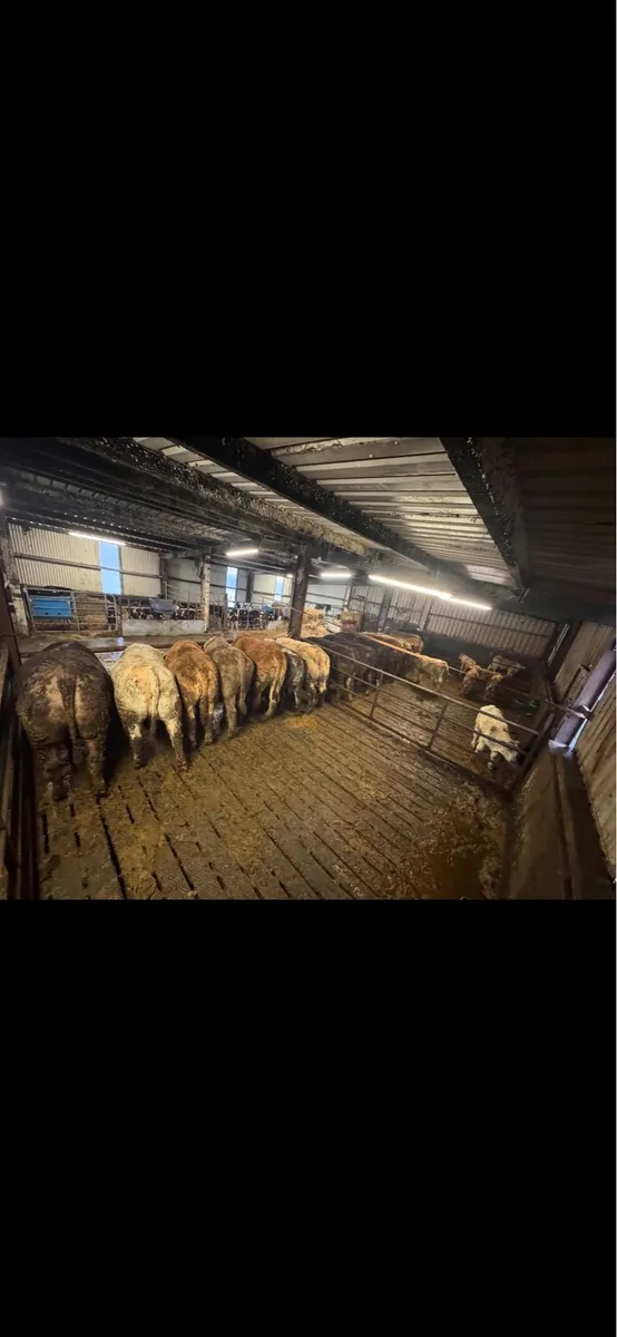 Clearance Sale - Image 1