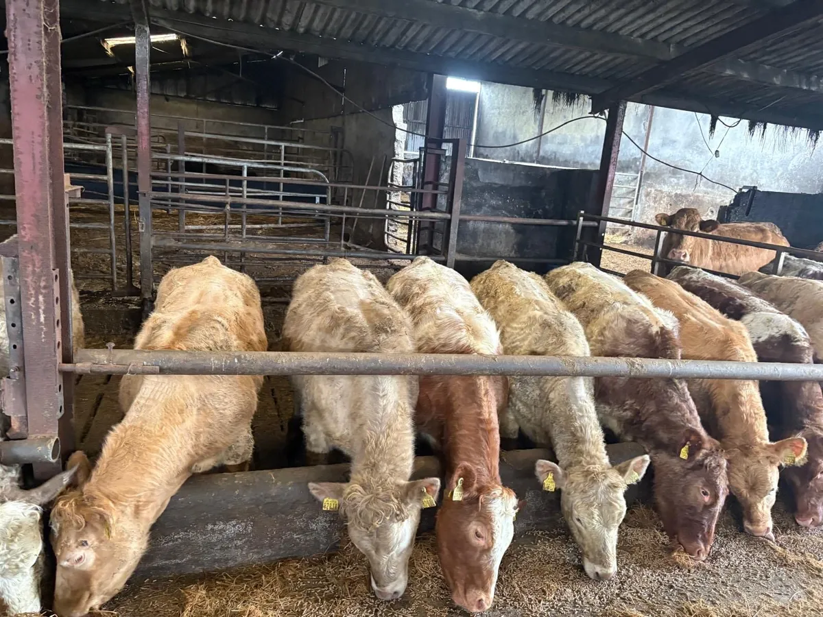 🌟20 Super Homebred Grass Heifers🌟 - Image 1