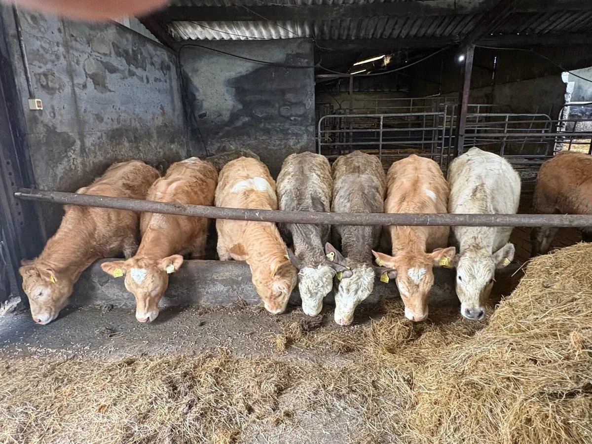 🌟20 Super Homebred Grass Heifers🌟 - Image 2