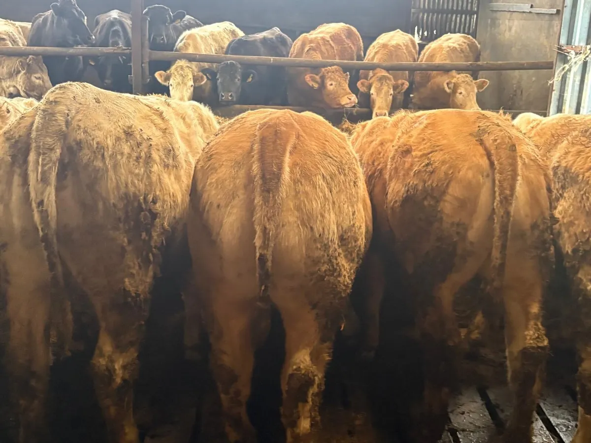 🌟20 Super Homebred Grass Heifers🌟 - Image 3