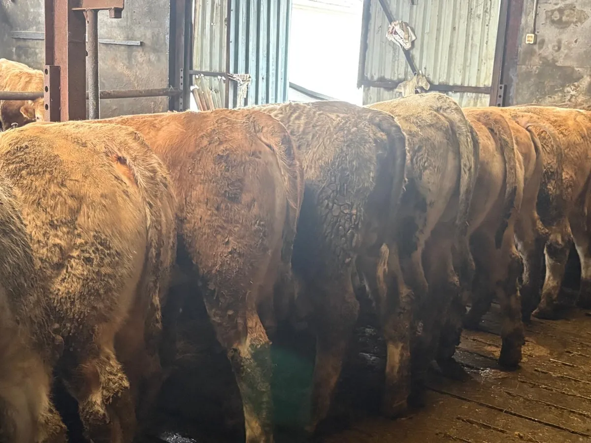 🌟20 Super Homebred Grass Heifers🌟 - Image 4