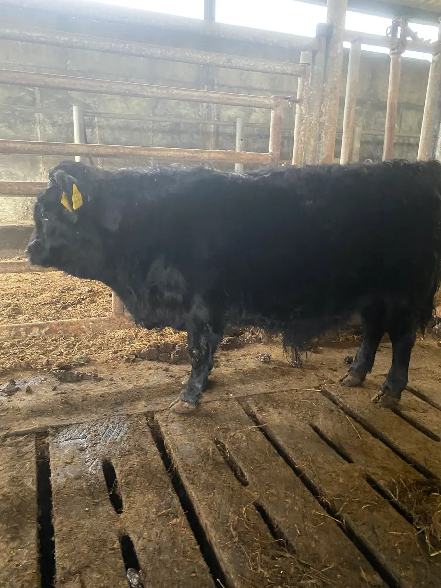 PB Dexter Bull weanling - Image 1