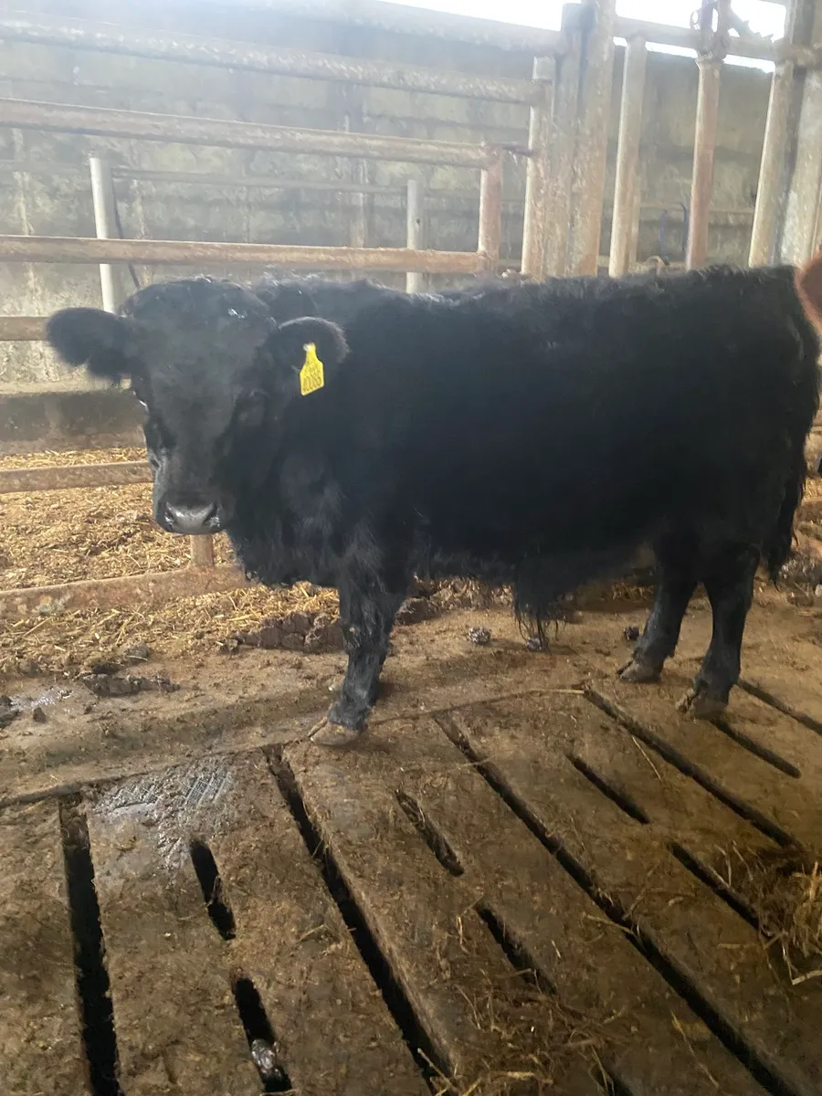 PB Dexter Bull weanling - Image 2