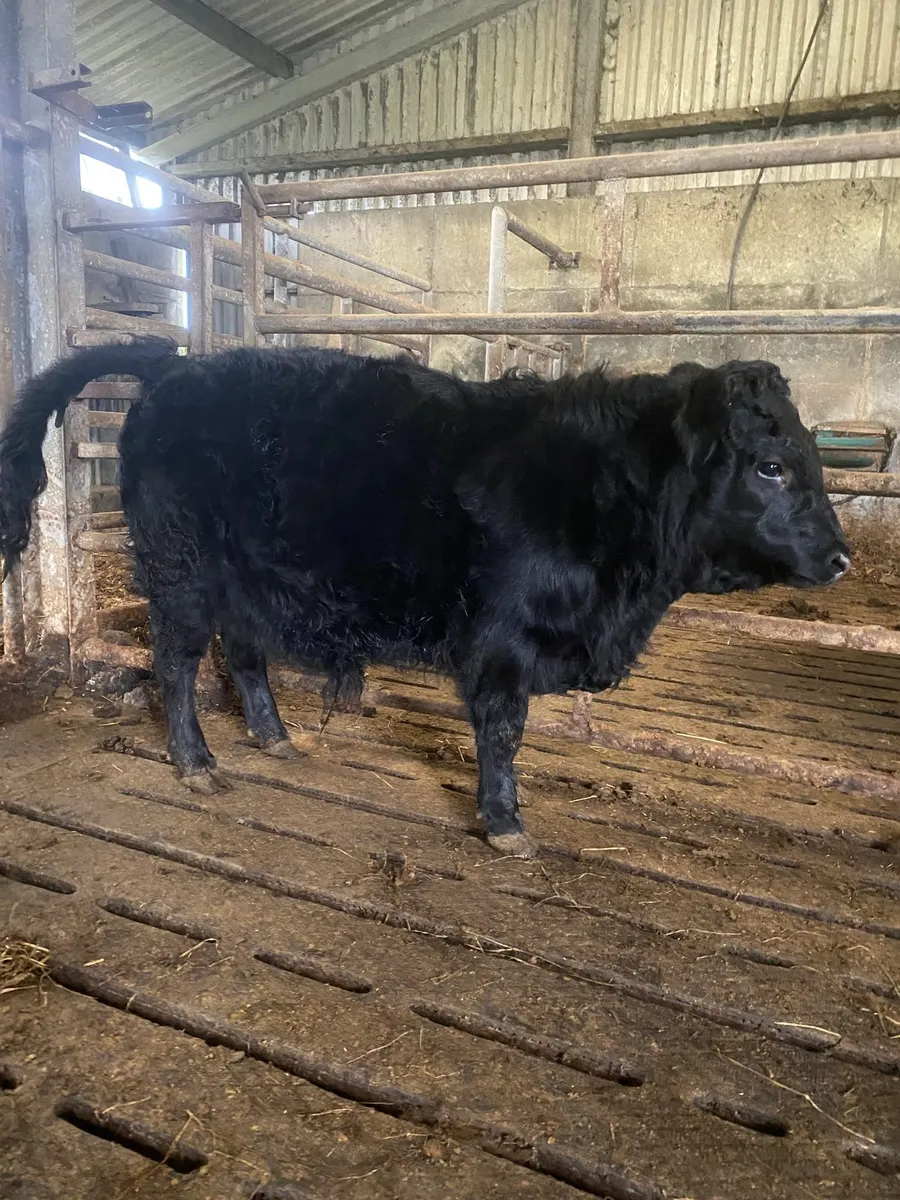 PB Dexter Bull weanling - Image 3