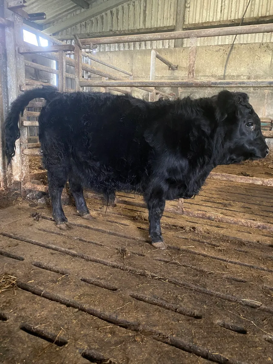 PB Dexter Bull weanling - Image 4