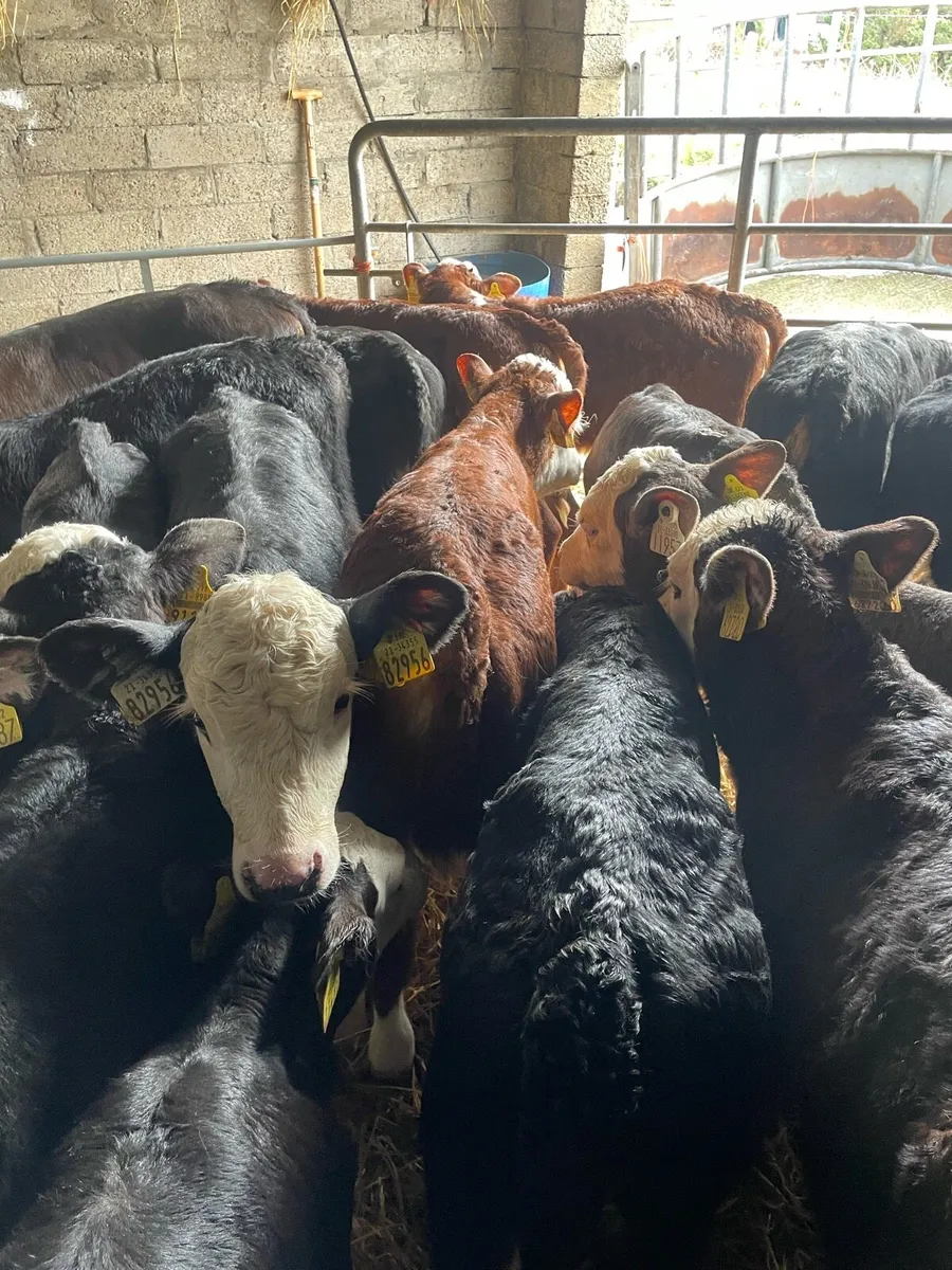 19 heifer calves - Image 2