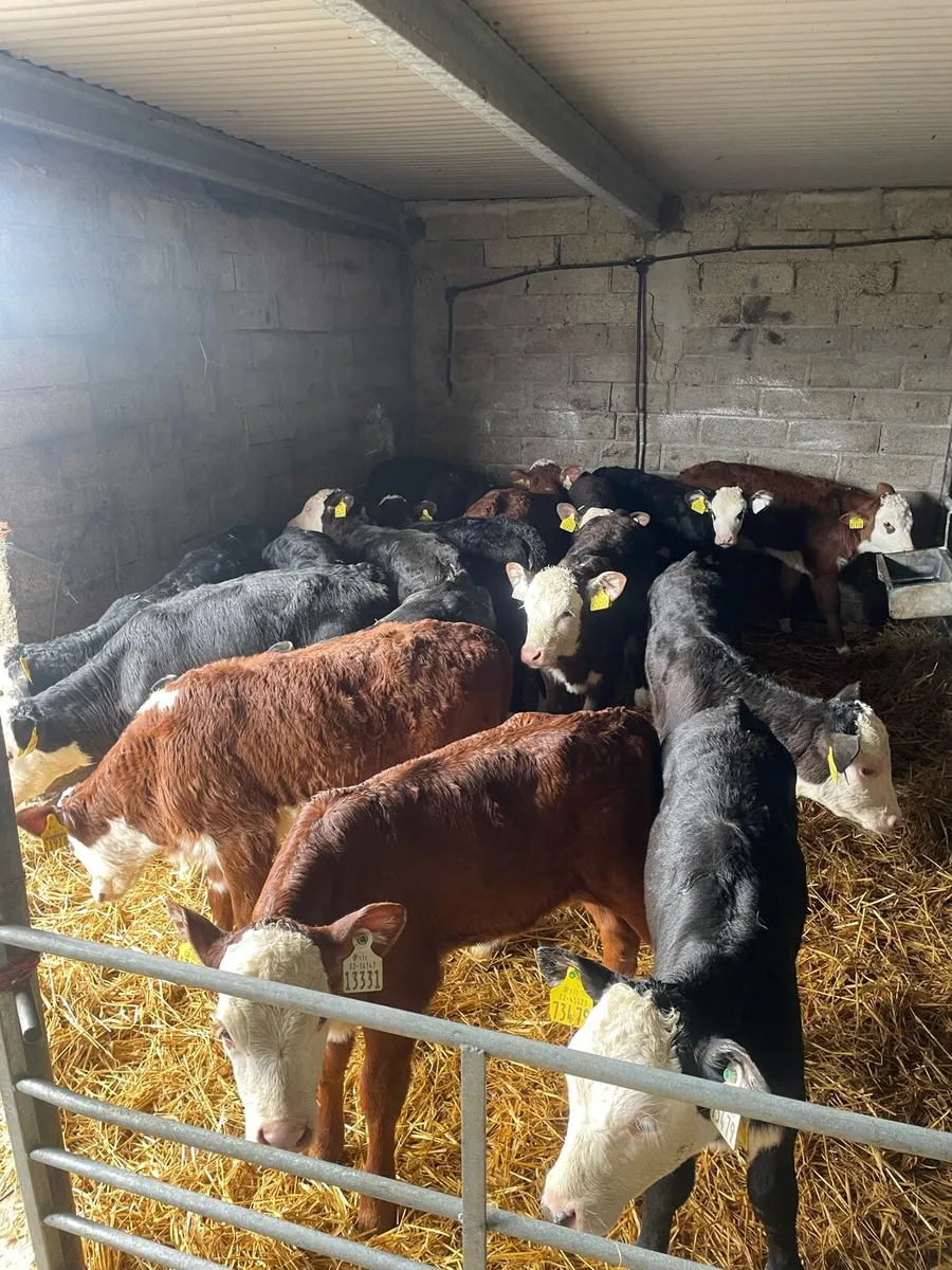 19 heifer calves - Image 1