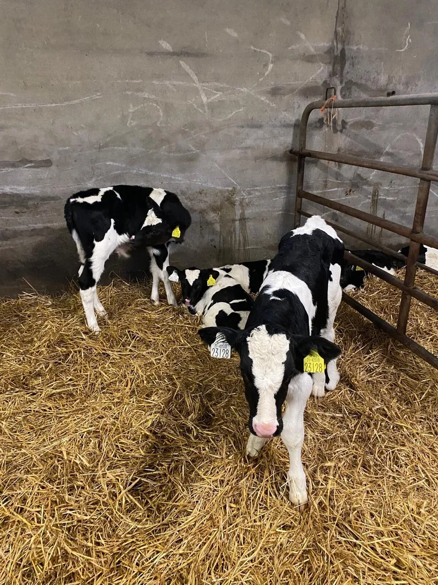 Friesian Bull calves - Image 1