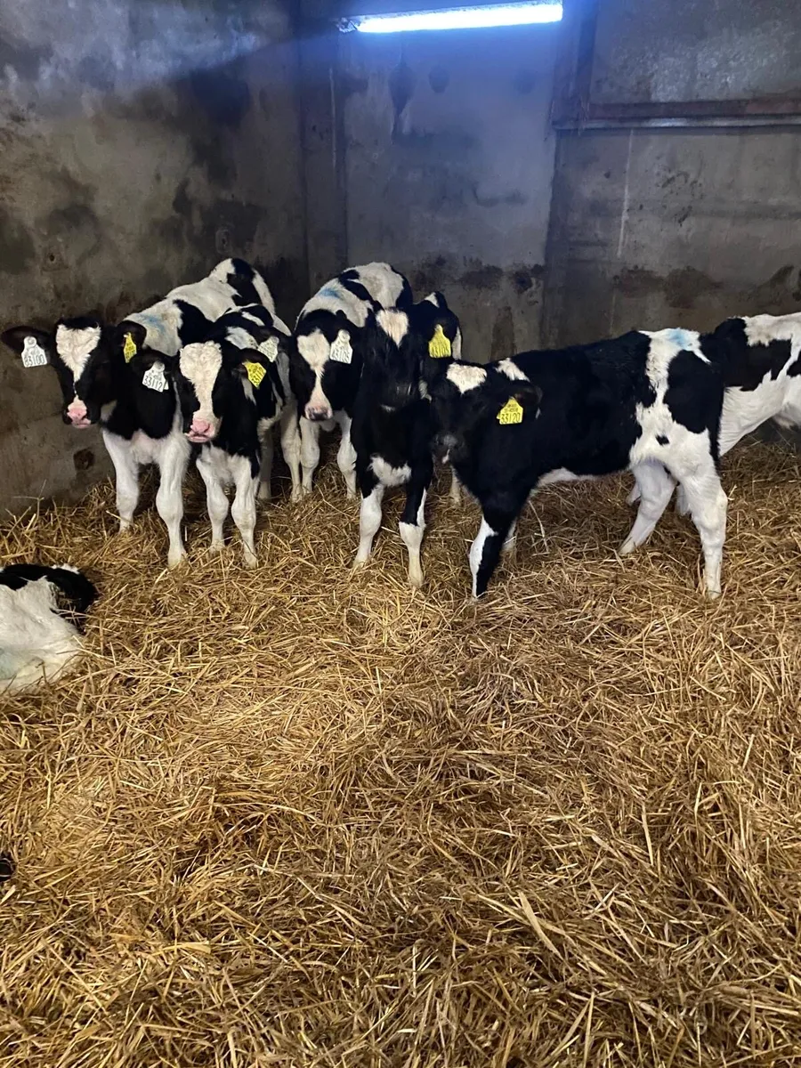 Friesian Bull calves - Image 2