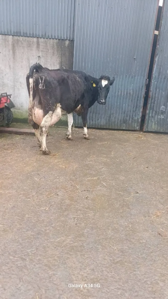 Cow to rear calfves