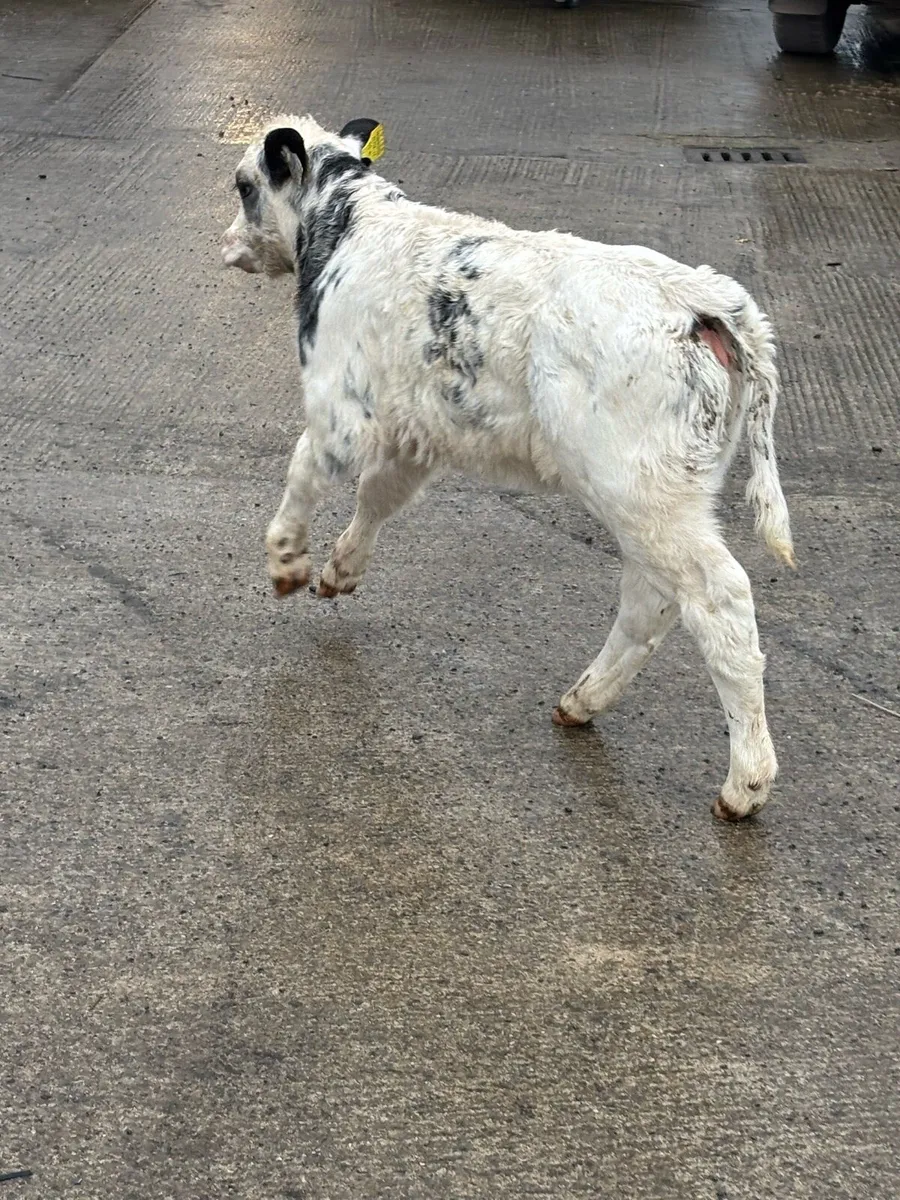 🔥🔥SUPER AI BRED HEIFER 🔥 - Image 4