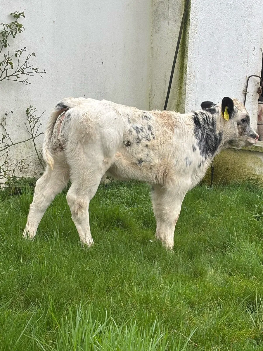 🔥🔥SUPER AI BRED HEIFER 🔥 - Image 1