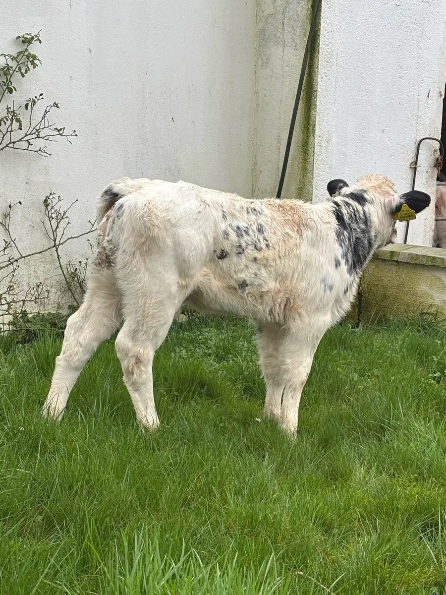 🔥🔥SUPER AI BRED HEIFER 🔥 - Image 2