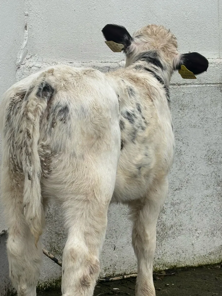 🔥🔥SUPER AI BRED HEIFER 🔥 - Image 3