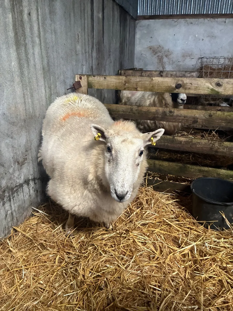 Foster ewe - Image 1