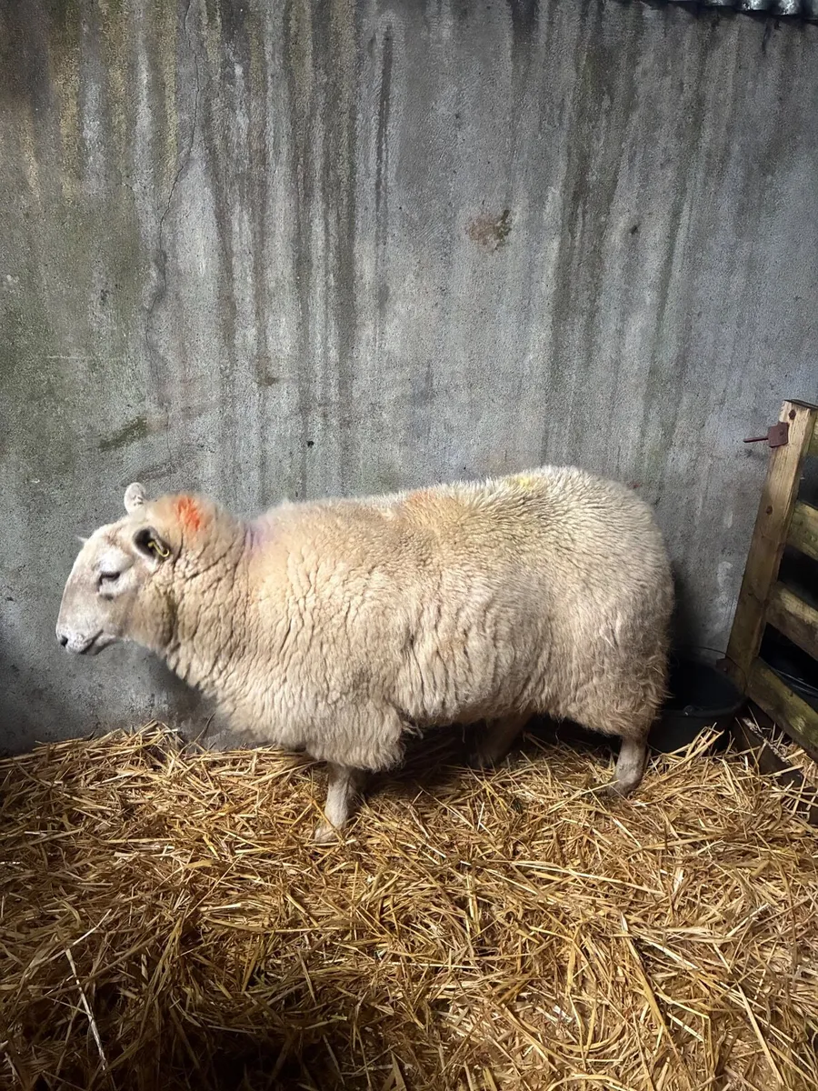 Foster ewe - Image 2