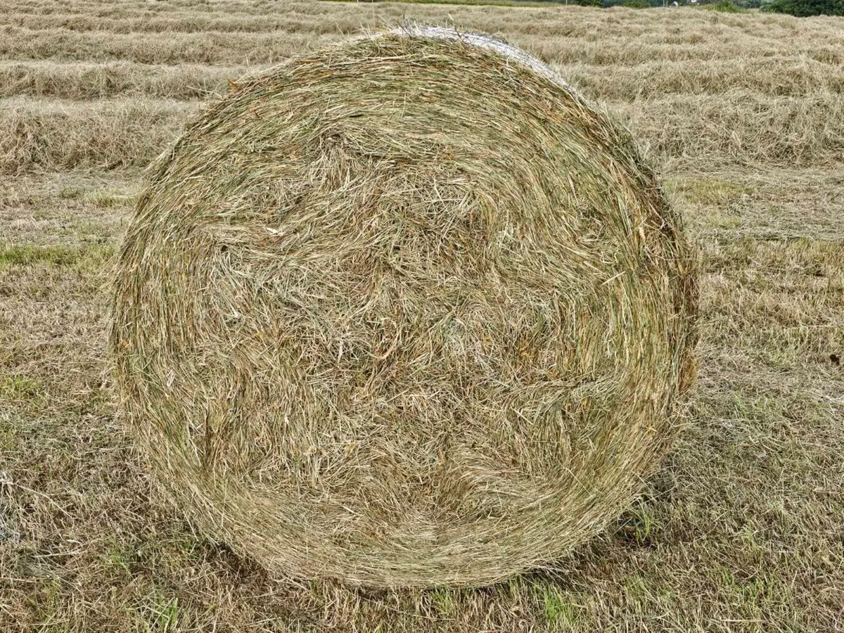 round bales of good Quality hay - Image 1