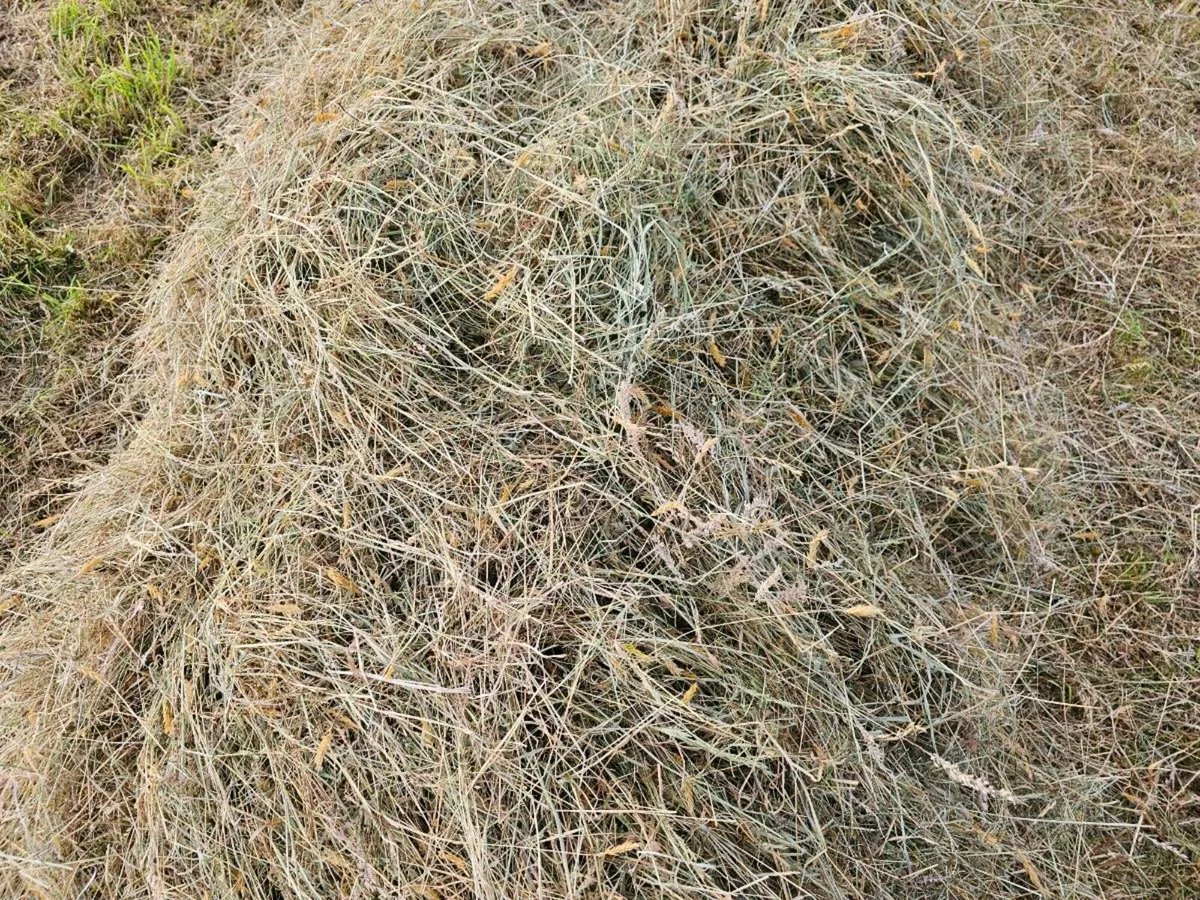 round bales of good Quality hay - Image 2