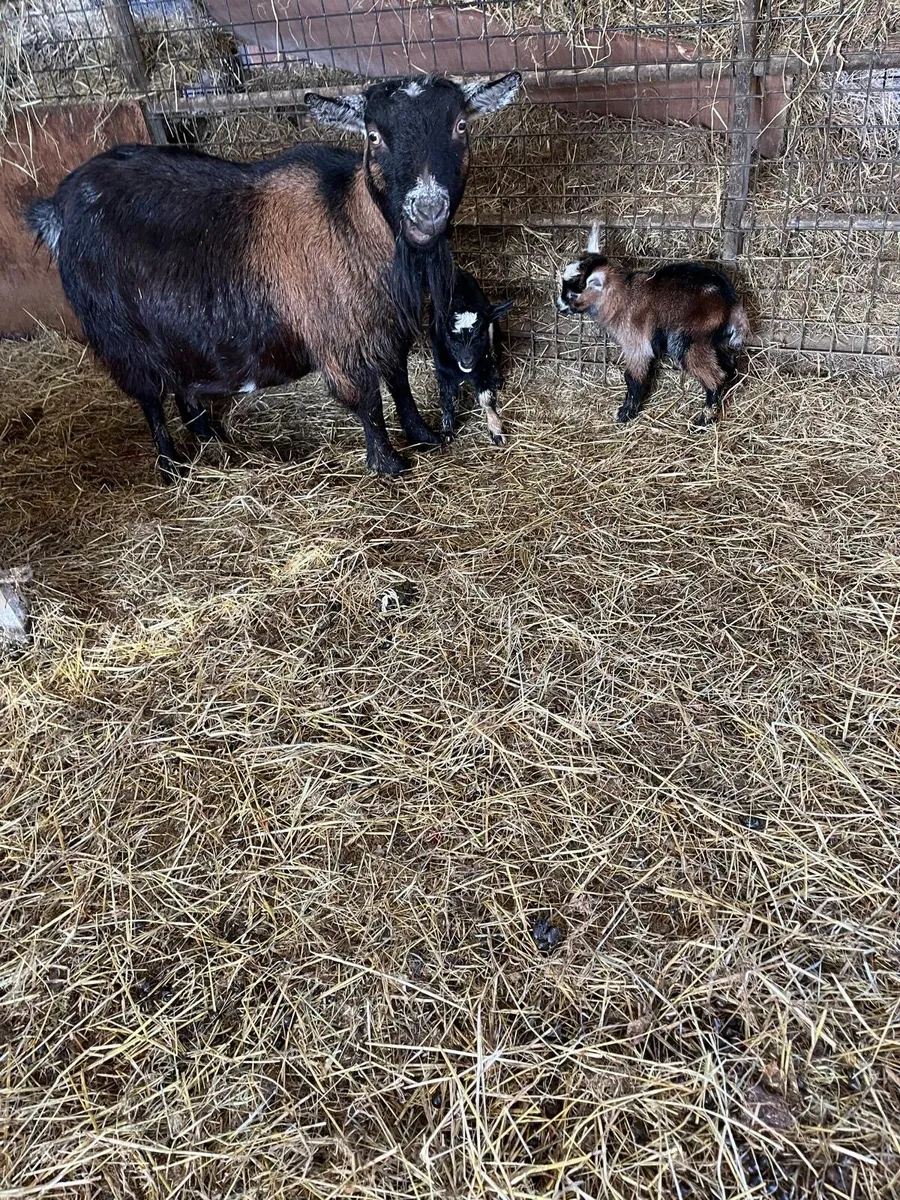 Pygmy Female & Kids - Image 1