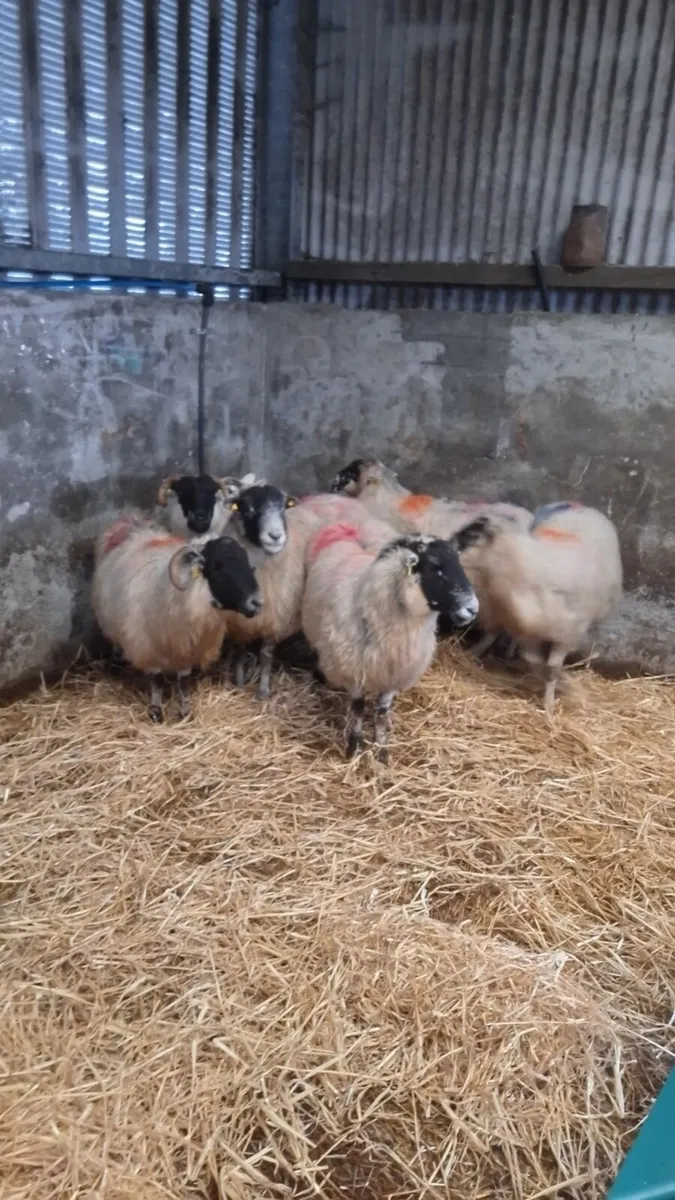 7 dry ewes - Image 4