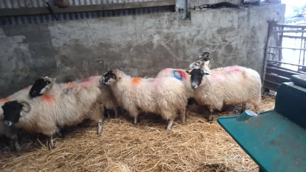 7 dry ewes - Image 2