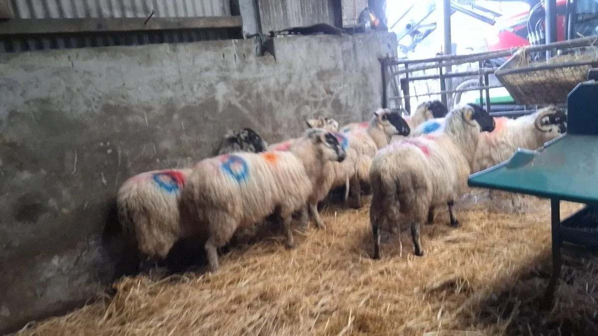 7 dry ewes - Image 1