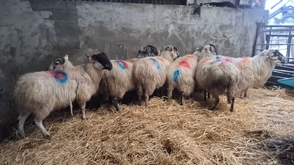 7 dry ewes - Image 3