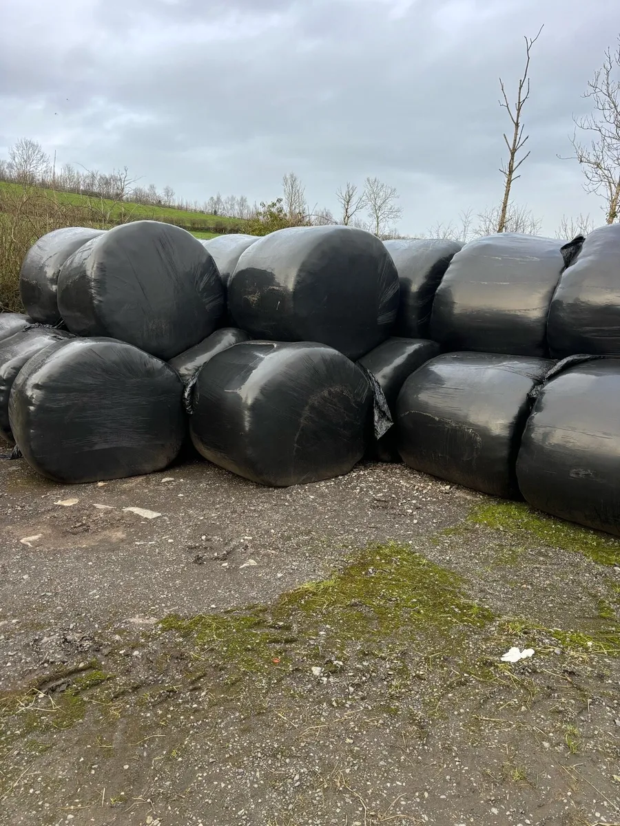 Silage for sale