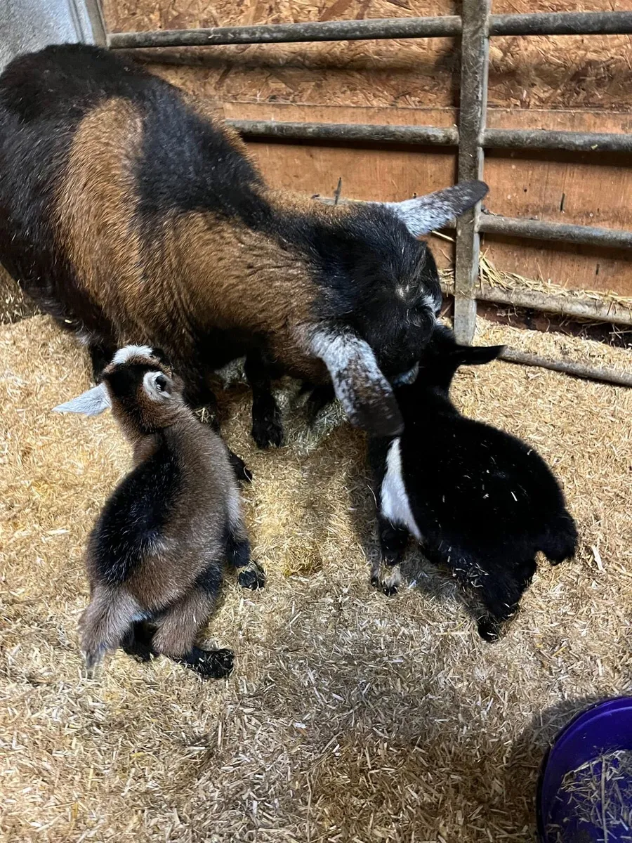 Pygmy Female & Kids - Image 3