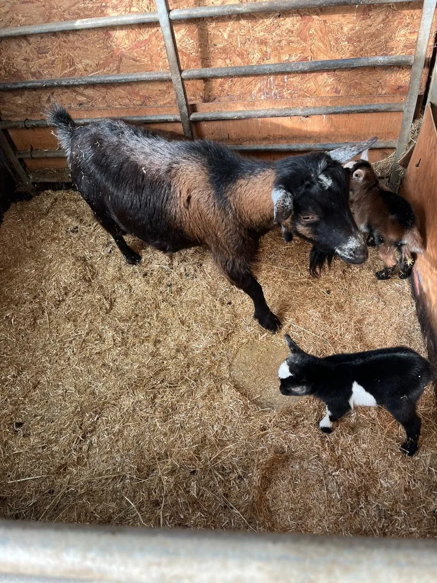 Pygmy Female & Kids - Image 4