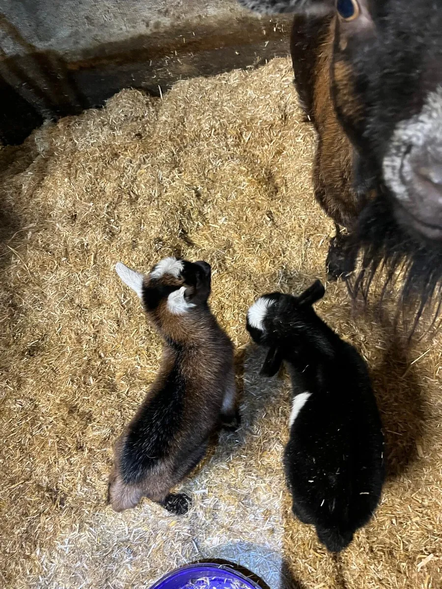 Pygmy Female & Kids - Image 2