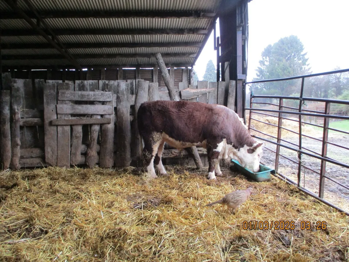 1 pbr hereford bull for sale - Image 1