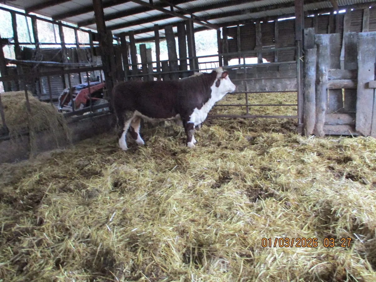 1 pbr hereford bull for sale - Image 2