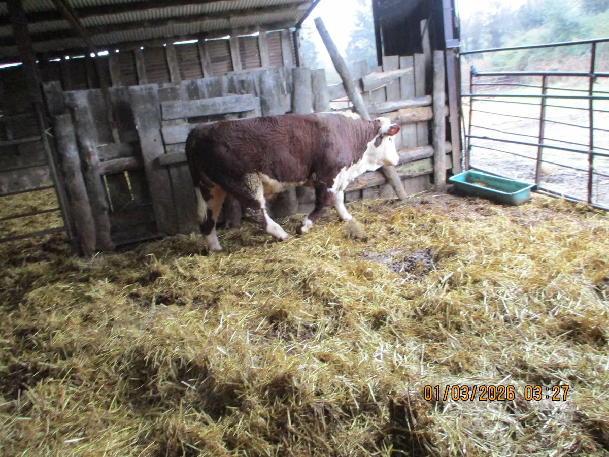 1 pbr hereford bull for sale - Image 3