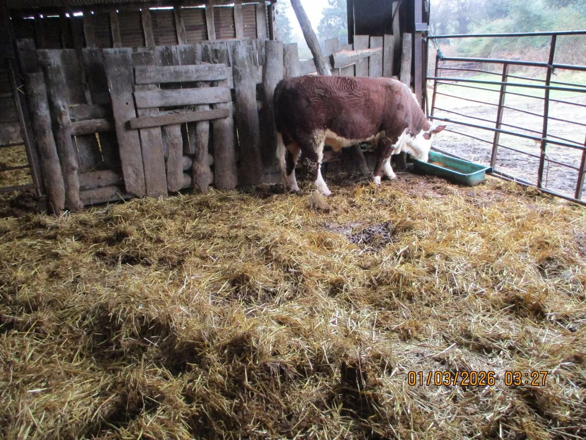 1 pbr hereford bull for sale - Image 4