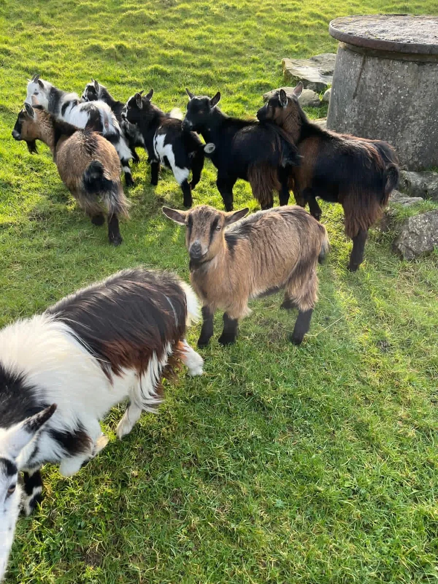 Pygmy males - Image 4