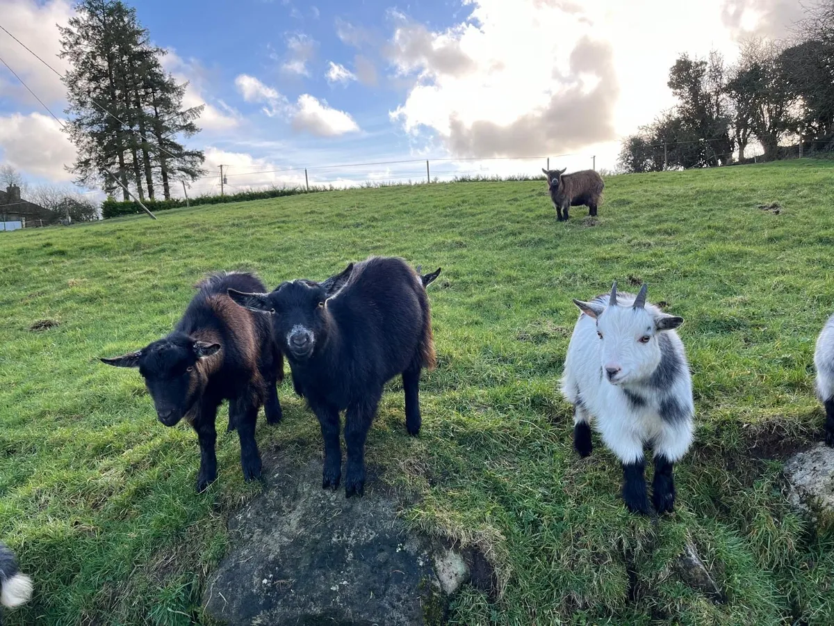 Pygmy males - Image 1